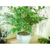 Cây Hoa Dạ Ngọc Minh Châu Bạch Dương Chậu To 1m - Freeship, Voucher Xtra, Giá 499k 7