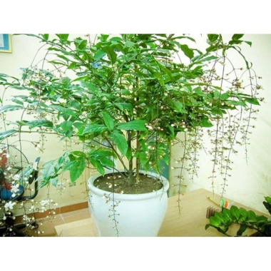 Cây Hoa Dạ Ngọc Minh Châu Bạch Dương Chậu To 1m - Freeship, Voucher Xtra, Giá 499k 7