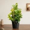 Cây hoa nhài ta 35cm - Trang trí sân vườn, ban công, giá ưu đãi 63.700đ