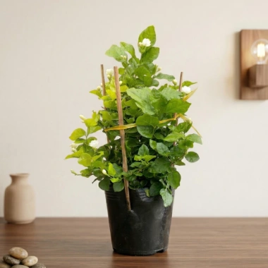 Cây hoa nhài ta 35cm - Trang trí sân vườn, ban công, giá ưu đãi 63.700đ Cây hoa nhài ta 35cm - Trang trí sân vườn, ban công, giá ưu đãi 63.700đ