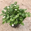 Cây hoa nhài ta 35cm - Trang trí sân vườn, ban công, giá ưu đãi 63.700đ 2