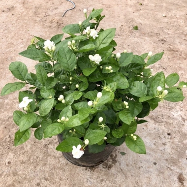 Cây hoa nhài ta 35cm - Trang trí sân vườn, ban công, giá ưu đãi 63.700đ 2