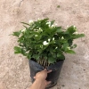 Cây hoa nhài ta 35cm - Trang trí sân vườn, ban công, giá ưu đãi 63.700đ 4