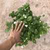 Cây hoa nhài ta 35cm - Trang trí sân vườn, ban công, giá ưu đãi 63.700đ 6