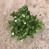 Cây hoa nhài ta 35cm - Trang trí sân vườn, ban công, giá ưu đãi 63.700đ 7