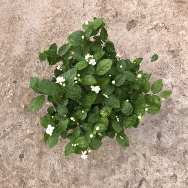 Cây hoa nhài ta 35cm - Trang trí sân vườn, ban công, giá ưu đãi 63.700đ 7