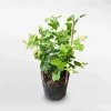 Cây hoa nhài ta 35cm - Trang trí sân vườn, ban công, giá ưu đãi 63.700đ 8