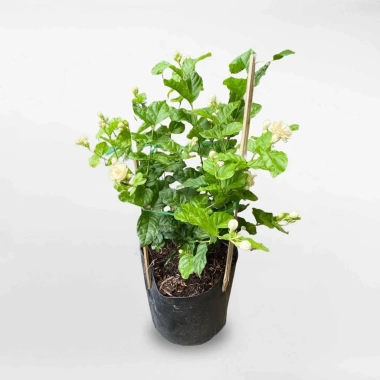 Cây hoa nhài ta 35cm - Trang trí sân vườn, ban công, giá ưu đãi 63.700đ 8