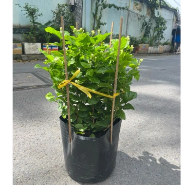 Cây hoa nhài ta 35cm - Trang trí sân vườn, ban công, giá ưu đãi 63.700đ 9