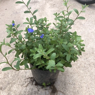 Cây hoa thanh tú 15-20cm nhánh sum suê, hoa nở rộ, dễ chăm sóc, trang trí ban công, cảnh quan