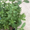 Cây hoa thanh tú 15-20cm nhánh sum suê, hoa nở rộ, dễ chăm sóc, trang trí ban công, cảnh quan 3