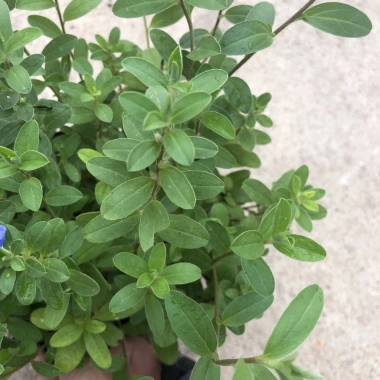 Cây hoa thanh tú 15-20cm nhánh sum suê, hoa nở rộ, dễ chăm sóc, trang trí ban công, cảnh quan 3