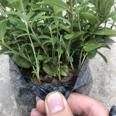Cây hoa thanh tú 15-20cm nhánh sum suê, hoa nở rộ, dễ chăm sóc, trang trí ban công, cảnh quan 4