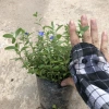 Cây hoa thanh tú 15-20cm nhánh sum suê, hoa nở rộ, dễ chăm sóc, trang trí ban công, cảnh quan 5