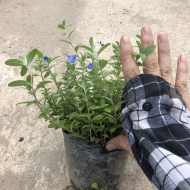 Cây hoa thanh tú 15-20cm nhánh sum suê, hoa nở rộ, dễ chăm sóc, trang trí ban công, cảnh quan 5