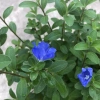 Cây hoa thanh tú 15-20cm nhánh sum suê, hoa nở rộ, dễ chăm sóc, trang trí ban công, cảnh quan 6