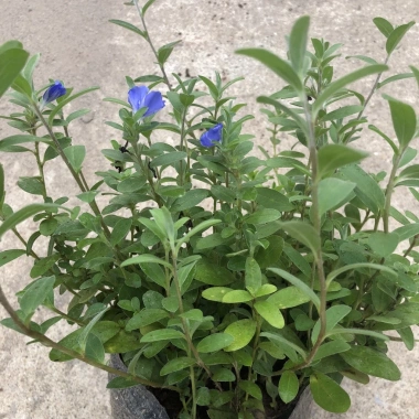 Cây hoa thanh tú 15-20cm nhánh sum suê, hoa nở rộ, dễ chăm sóc, trang trí ban công, cảnh quan 7
