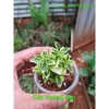 Cây Hoàng Kim mini terrarium bán cạn tiểu cảnh chưng bàn chỉ 25.000đ giảm giá
