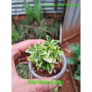 Cây Hoàng Kim mini terrarium bán cạn tiểu cảnh chưng bàn chỉ 25.000đ giảm giá