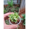 Cây Hoàng Kim mini terrarium bán cạn tiểu cảnh chưng bàn chỉ 25.000đ giảm giá 3