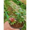Cây Hoàng Kim mini terrarium bán cạn tiểu cảnh chưng bàn chỉ 25.000đ giảm giá 4