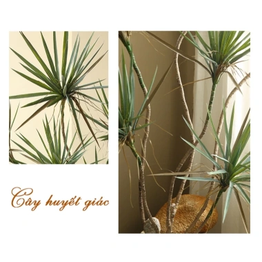 Cây Huyết giác nhân tạo cao cấp - Cây cảnh giả không tốn nước, giá ưu đãi 1,200,000₫ 6 Cây Huyết giác nhân tạo cao cấp - Cây cảnh giả không tốn nước, giá ưu đãi 1,200,000₫ 6