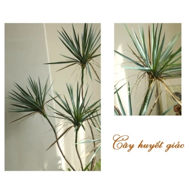 Cây Huyết giác nhân tạo cao cấp - Cây cảnh giả không tốn nước, giá ưu đãi 1,200,000₫