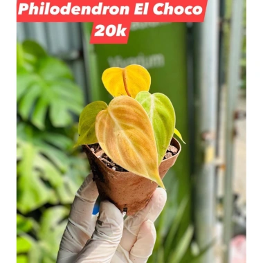 Cây Kiểng Mini El Choco - Nhỏ gọn, trang trí nội thất, giá ưu đãi 20.000đ