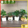 Cây kim ngân để bàn phong thủy hút tài lộc – Quà tặng ý nghĩa, giảm còn 120.000 VND, chất lượng cao, phù hợp mọi không gian