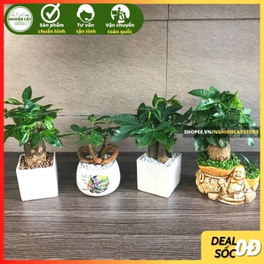 Cây kim ngân để bàn phong thủy hút tài lộc – Quà tặng ý nghĩa, giảm còn 120.000 VND, chất lượng cao, phù hợp mọi không gian