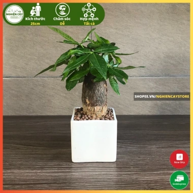 Cây kim ngân để bàn phong thủy hút tài lộc – Quà tặng ý nghĩa, giảm còn 120.000 VND, chất lượng cao, phù hợp mọi không gian