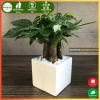 Cây kim ngân để bàn phong thủy hút tài lộc – Quà tặng ý nghĩa, giảm còn 120.000 VND, chất lượng cao, phù hợp mọi không gian 3