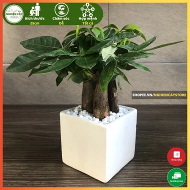 Cây kim ngân để bàn phong thủy hút tài lộc – Quà tặng ý nghĩa, giảm còn 120.000 VND, chất lượng cao, phù hợp mọi không gian