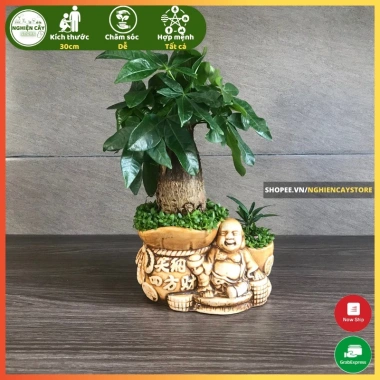 Cây kim ngân để bàn phong thủy hút tài lộc – Quà tặng ý nghĩa, giảm còn 120.000 VND, chất lượng cao, phù hợp mọi không gian 5 Cây kim ngân để bàn phong thủy hút tài lộc – Quà tặng ý nghĩa, giảm còn 120.000 VND, chất lượng cao, phù hợp mọi không gian 5