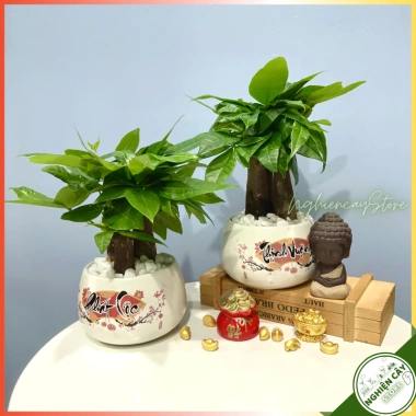 Cây kim ngân để bàn phong thủy hút tài lộc – Quà tặng ý nghĩa, giảm còn 120.000 VND, chất lượng cao, phù hợp mọi không gian 6 Cây kim ngân để bàn phong thủy hút tài lộc – Quà tặng ý nghĩa, giảm còn 120.000 VND, chất lượng cao, phù hợp mọi không gian 6