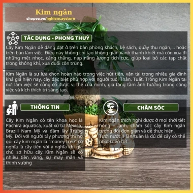 Cây kim ngân để bàn phong thủy hút tài lộc – Quà tặng ý nghĩa, giảm còn 120.000 VND, chất lượng cao, phù hợp mọi không gian 7 Cây kim ngân để bàn phong thủy hút tài lộc – Quà tặng ý nghĩa, giảm còn 120.000 VND, chất lượng cao, phù hợp mọi không gian 7