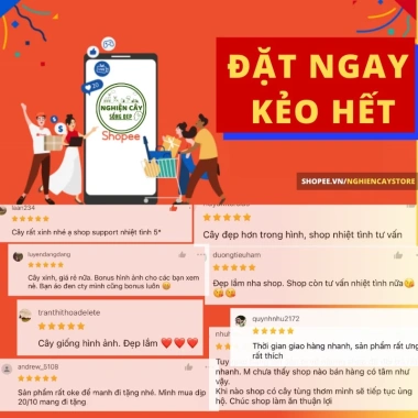 Cây kim ngân để bàn phong thủy hút tài lộc – Quà tặng ý nghĩa, giảm còn 120.000 VND, chất lượng cao, phù hợp mọi không gian