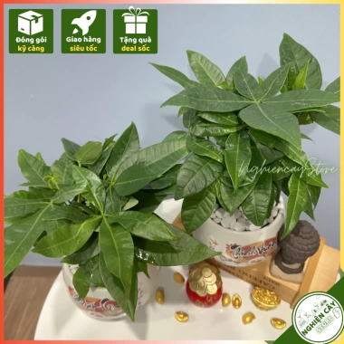 Cây kim ngân để bàn phong thủy hút tài lộc – Quà tặng ý nghĩa, giảm còn 120.000 VND, chất lượng cao, phù hợp mọi không gian 9 Cây kim ngân để bàn phong thủy hút tài lộc – Quà tặng ý nghĩa, giảm còn 120.000 VND, chất lượng cao, phù hợp mọi không gian 9