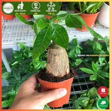 Cây kim ngân để bàn phong thủy hút tài lộc – Quà tặng ý nghĩa, giảm còn 120.000 VND, chất lượng cao, phù hợp mọi không gian