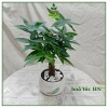 Cây kim ngân xoắn bé tài lộc chậu sứ mini 30cm - Đặt bàn phong thủy, chỉ 110k