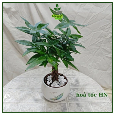Cây kim ngân xoắn bé tài lộc chậu sứ mini 30cm - Đặt bàn phong thủy, chỉ 110k 1 Cây kim ngân xoắn bé tài lộc chậu sứ mini 30cm - Đặt bàn phong thủy, chỉ 110k 1