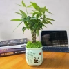 Cây Kim Ngân Xoắn phong thủy để bàn – Tài lộc thịnh vượng, trang trí văn phòng, 120.000₫