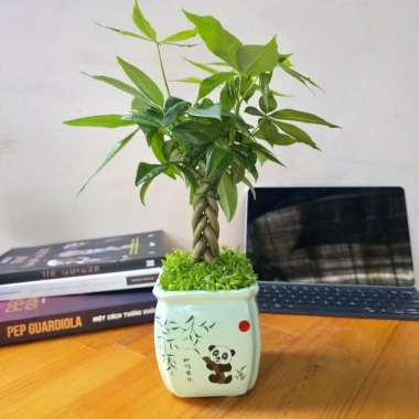 Cây Kim Ngân Xoắn phong thủy để bàn – Tài lộc thịnh vượng, trang trí văn phòng, 120.000₫ Cây Kim Ngân Xoắn phong thủy để bàn – Tài lộc thịnh vượng, trang trí văn phòng, 120.000₫