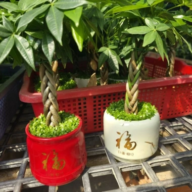 Cây Kim Ngân Xoắn phong thủy để bàn – Tài lộc thịnh vượng, trang trí văn phòng, 120.000₫ 3