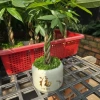 Cây Kim Ngân Xoắn phong thủy để bàn – Tài lộc thịnh vượng, trang trí văn phòng, 120.000₫ 4