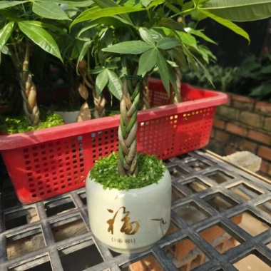 Cây Kim Ngân Xoắn phong thủy để bàn – Tài lộc thịnh vượng, trang trí văn phòng, 120.000₫ 4