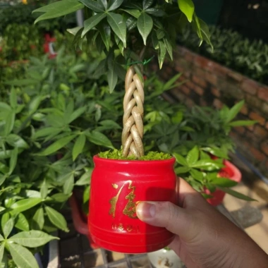 Cây Kim Ngân Xoắn phong thủy để bàn – Tài lộc thịnh vượng, trang trí văn phòng, 120.000₫ 5