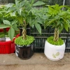 Cây Kim Ngân Xoắn phong thủy để bàn – Tài lộc thịnh vượng, trang trí văn phòng, 120.000₫ 7