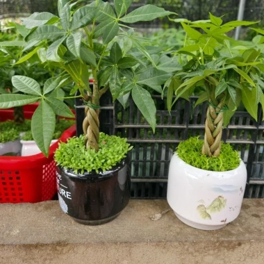 Cây Kim Ngân Xoắn phong thủy để bàn – Tài lộc thịnh vượng, trang trí văn phòng, 120.000₫ 7