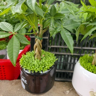 Cây Kim Ngân Xoắn phong thủy để bàn – Tài lộc thịnh vượng, trang trí văn phòng, 120.000₫ 8